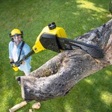 Best Lawn Renovation and Restoration  in Sparta, IL