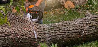 Best Commercial Tree Services  in Sparta, IL