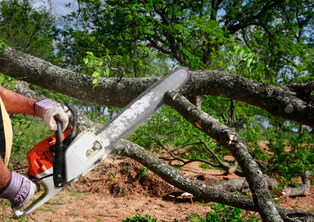 Best Tree Mulching  in Sparta, IL